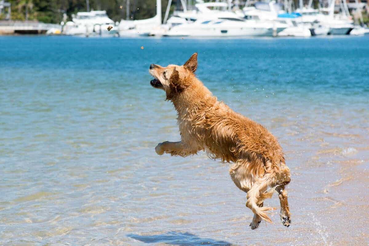 Dozer跳跃在Bayview Dog Beach捕捉沙子gydF4y2Ba