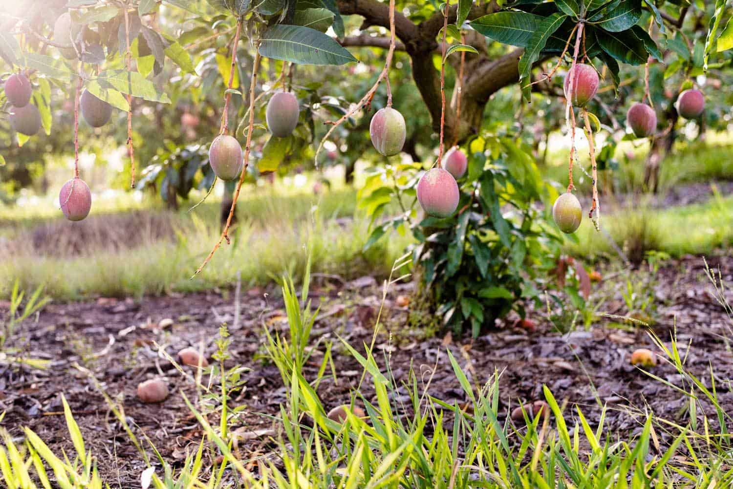 在树林种植的热带水果农场的芒果树