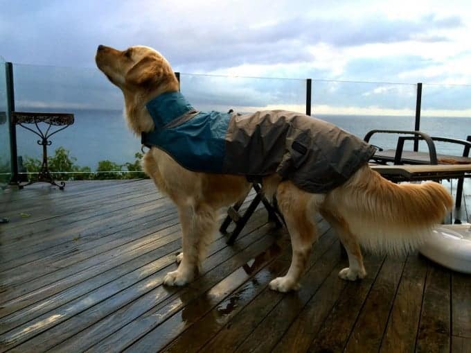 金毛猎犬Dozer穿着雨衣，仰望着雨云gydF4y2Ba