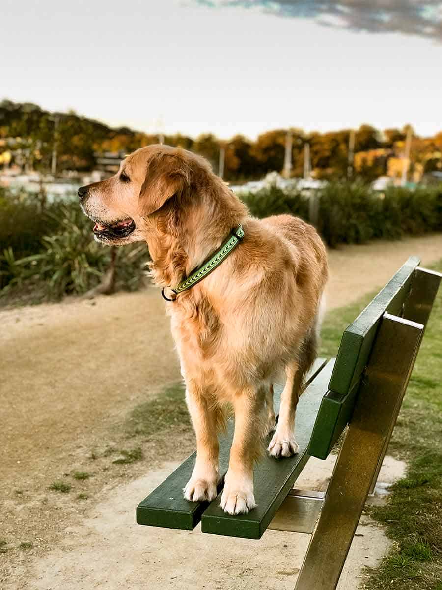 Dozer The Golden Retrive狗在公园的长凳上 - 互联网吃亚博vip手机登录GydF4y2Ba
