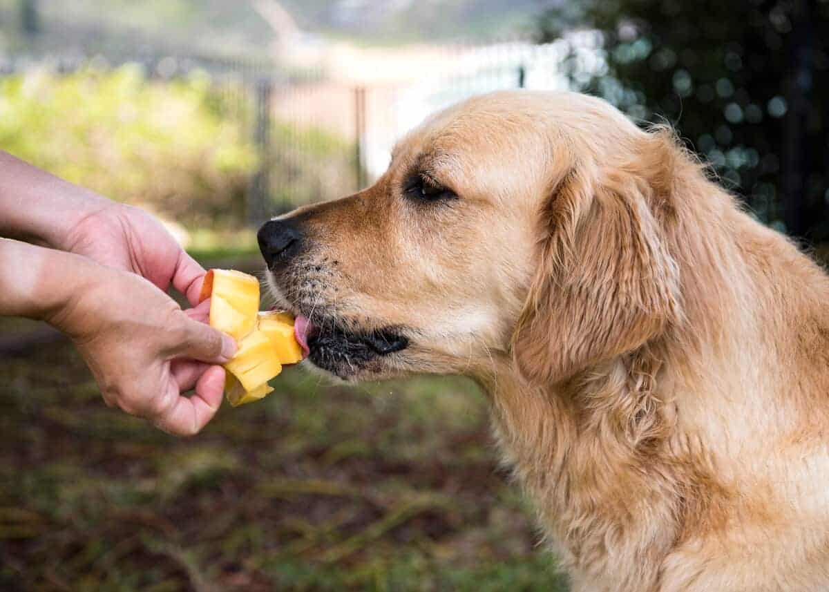 金毛猎犬Dozer在吃芒果