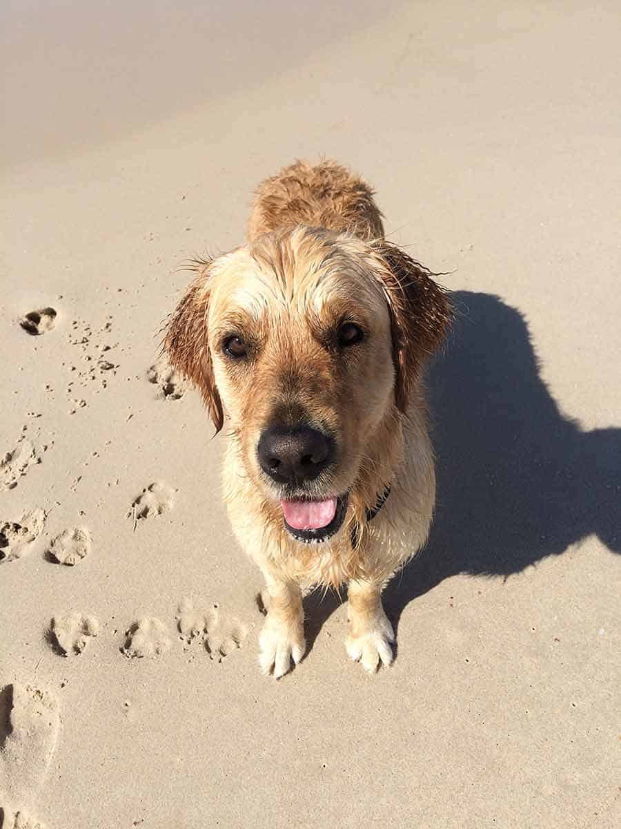Dozer The Golden Retriver Dog Newcastle BeachgydF4y2Ba