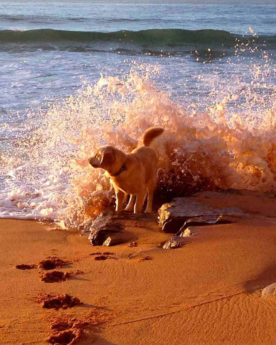 道尔金色猎犬蒙纳谷海滩酒店