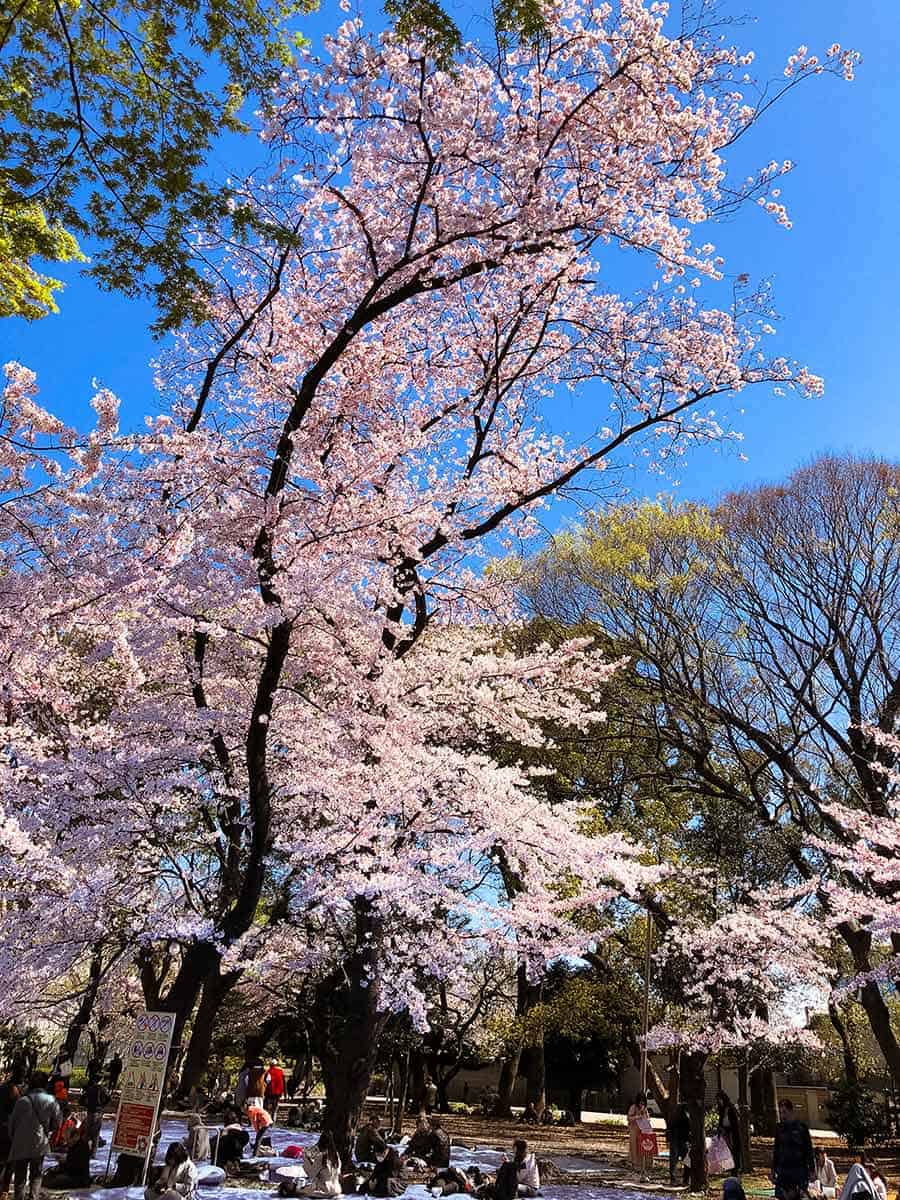 Ueno Park（Ueno Koen）在樱花季节